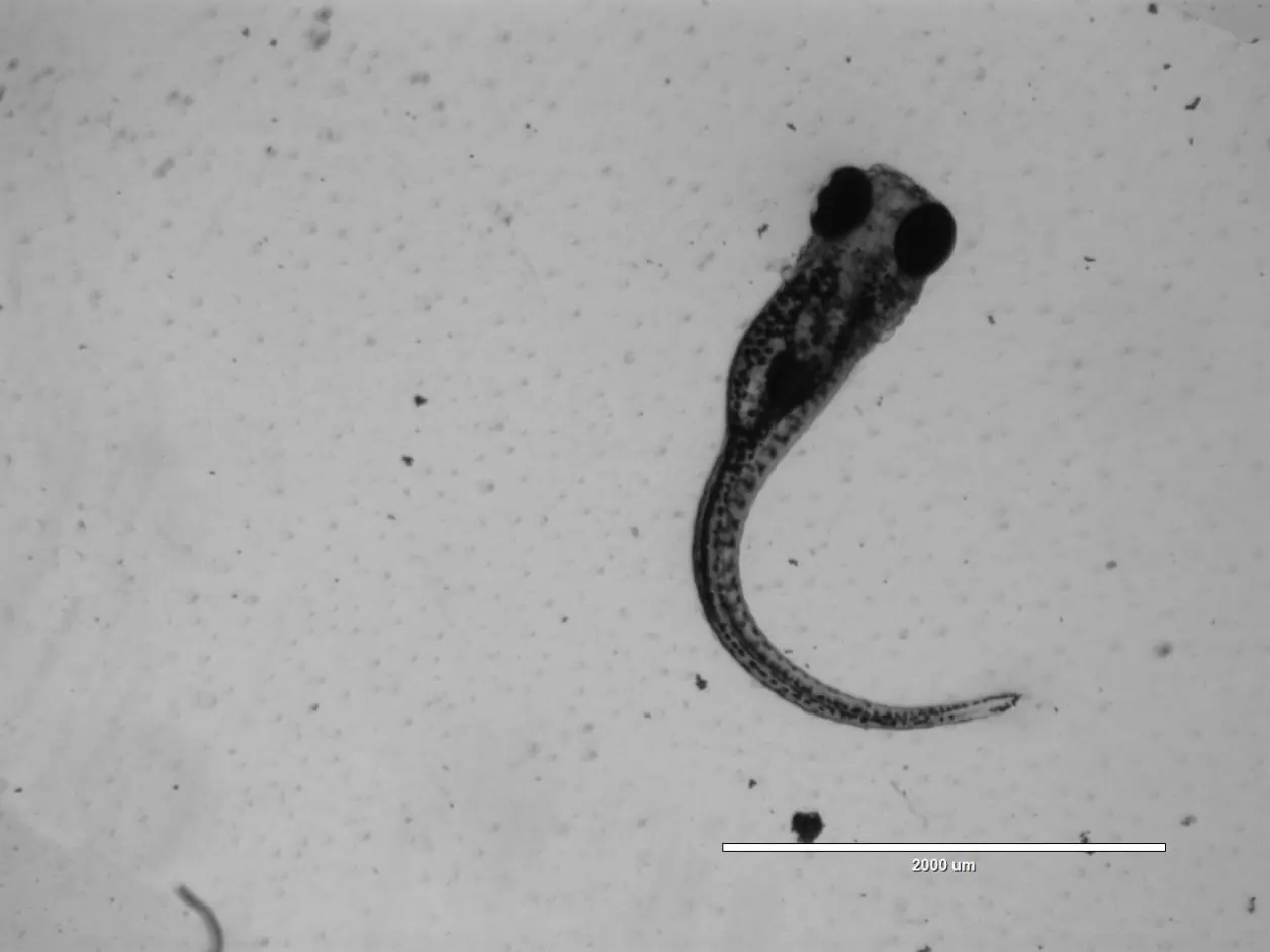 Zebrafish embryo with spine curve